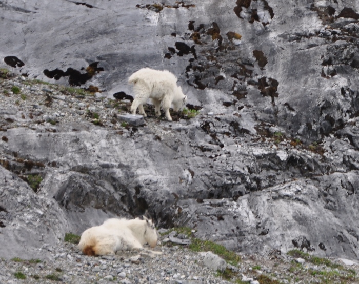 mountain goats on mountainside
